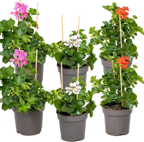 Lot de 5 géraniums lierres (Pelargonium peltatum) pour balcon – rouge, lilas ou blanc – pot de 11 cm