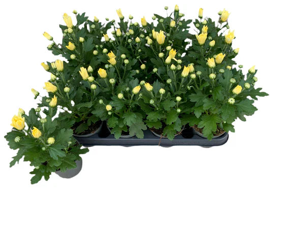 Par 5 pots de chrysanthèmes (blancs) en pot de 9 cm