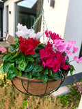 Suspension de plantes ! Incluant des cyclamen de votre choix