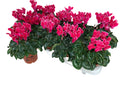 Par 5 pièces ! Cyclamen (Cyclamen patio 'rose à bord blanc') pot 11cm