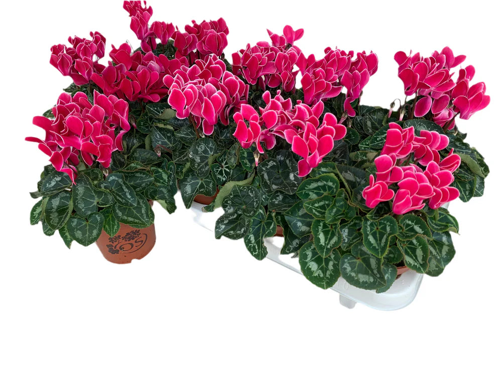 Par 5 pièces ! Cyclamen (Cyclamen patio 'rose à bord blanc') pot 11cm