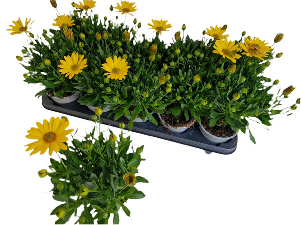 Lot de 5 osteospermums (marguerites africaines) jaunes – pot de 10,5 cm