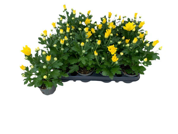 Par 5 chrysanthèmes en pot (jaunes) pot de 9 cm