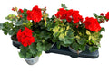 Lot de 5 Géraniums (zonals) Rouge Foncé pot 11cm