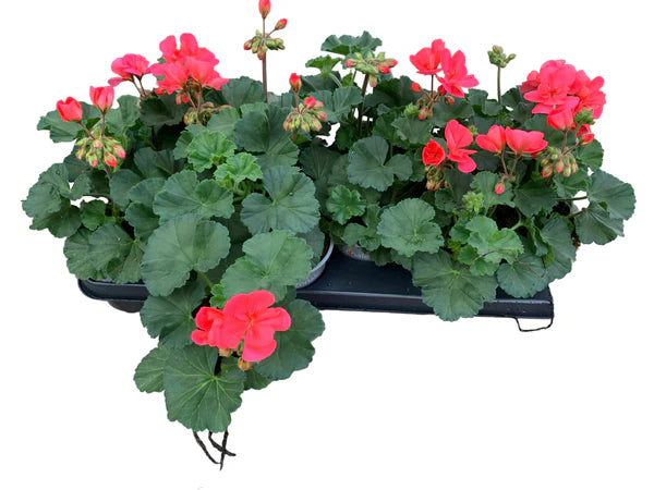 Lot de 5 géraniums zonaux saumon/orange – pot de 11 cm