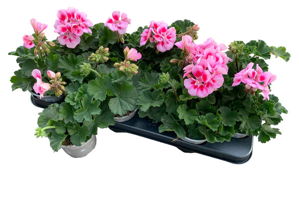 Lot de 5 géraniums zonaux rose/violet – pot de 11 cm