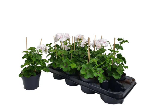 Lot de 5 géraniums lierres (Pelargonium peltatum) blancs – pot de 11 cm