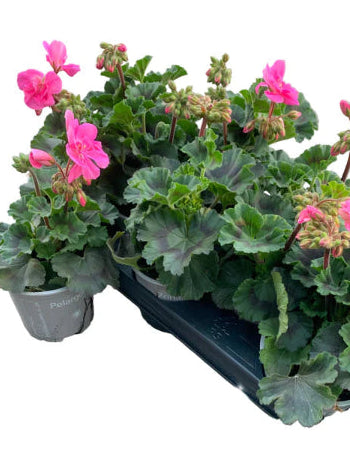 Lot de 5 géraniums zonaux rose vif – pot de 11 cm