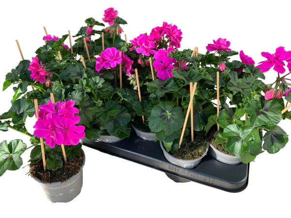 Lot de 5 géraniums lierres (Pelargonium peltatum) violets – pot de 11 cm