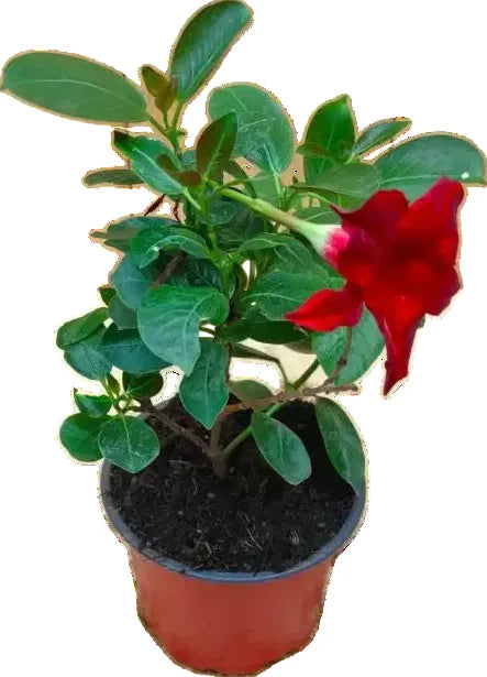 Lot de 4 dipladénias (Mandevilla) rouges – pot de 11 cm