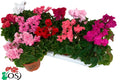 Par 5 pièces ! Cyclamen (Cyclamen patio 'merengue mix') pot de 11cm