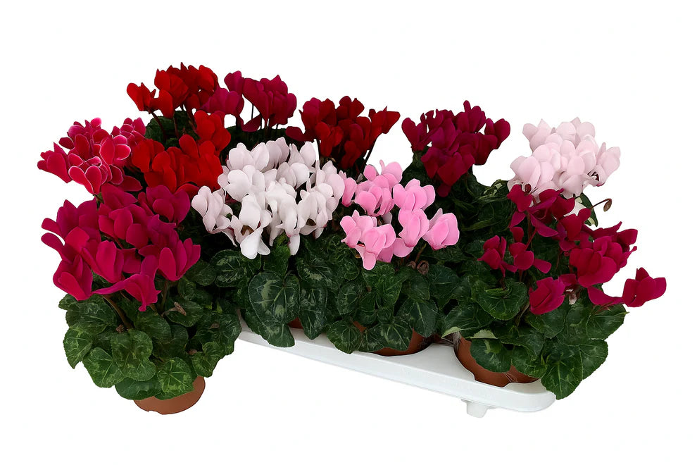 Par 5 pièces ! Cyclamen (Cyclamen patio 'mélange de couleurs') pot de 11cm