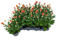 Par 5 pots de chrysanthèmes (orange) pot de 9cm