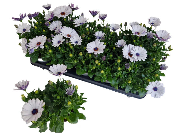 Lot de 5 osteospermums (marguerites africaines) blancs – pot de 10,5 cm