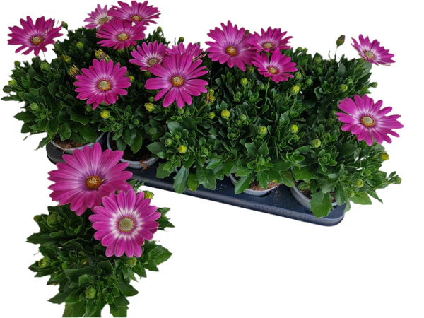 Lot de 5 osteospermums (marguerites africaines) roses – pot de 10,5 cm