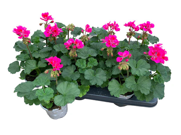 Lot de 5 géraniums zonaux violets – pot de 11 cm