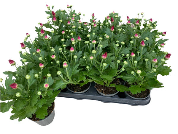 Par 5 chrysanthèmes en pot (rouges) pot de 9cm