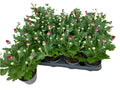 Par 5 chrysanthèmes en pot (rouges) pot de 9cm