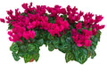 Par 5 pièces ! Cyclamen (Cyclamen patio 'violet') pot de 11cm