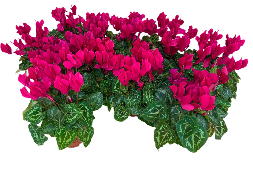 Par 5 pièces ! Cyclamen (Cyclamen patio 'violet') pot de 11cm