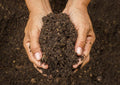 Potting soil 10 L for optimal growth and flowering