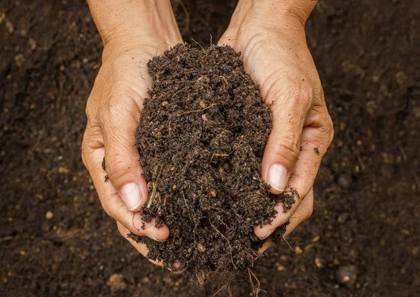 Terreau 10 L pour une croissance et une floraison optimales