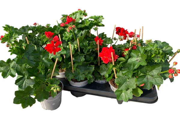 Lot de 5 géraniums lierres (Pelargonium peltatum) rouges – pot de 11 cm