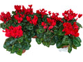 Par lot de 5 ! Cyclamen (Cyclamen patio 'rouge') pot 11 cm