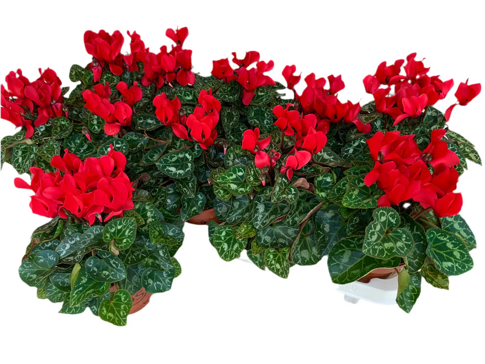 Par lot de 5 ! Cyclamen (Cyclamen patio 'rouge') pot 11 cm