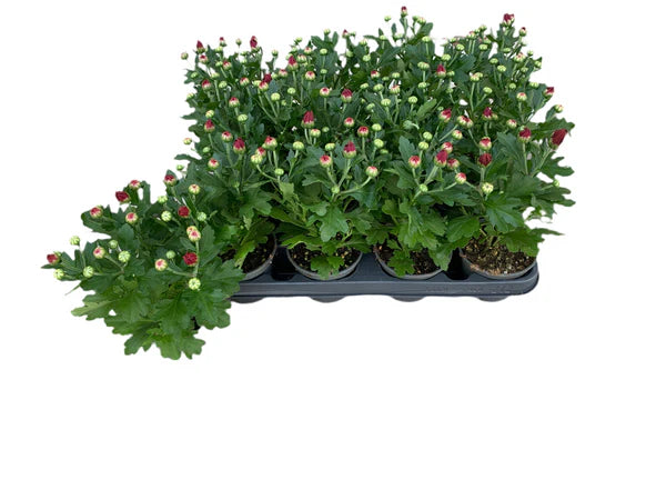 Par 5 chrysanthèmes en pot (rouges) pot de 9cm