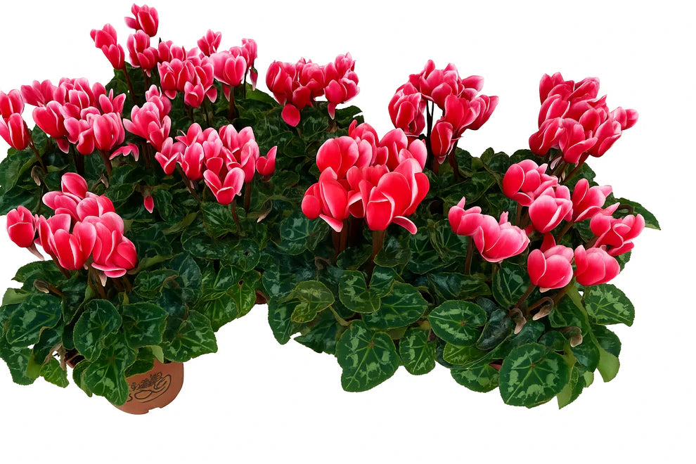 Par 5 pièces ! Cyclamen (Cyclamen patio 'rouge blanc') pot 11cm
