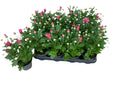 Par 5 pots de chrysanthèmes (roses) en pot de 9 cm