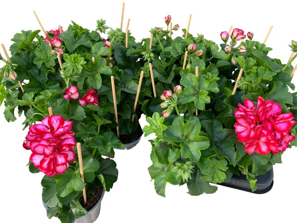 Lot de 5 géraniums lierres (Pelargonium peltatum) ‘Roulette’ – pot de 11 cm