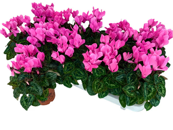 Par 5 pièces ! Cyclamen (Cyclamen patio 'rose') pot de 11cm