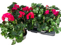 Lot de 5 géraniums lierres (Pelargonium peltatum) roses – pot de 11 cm