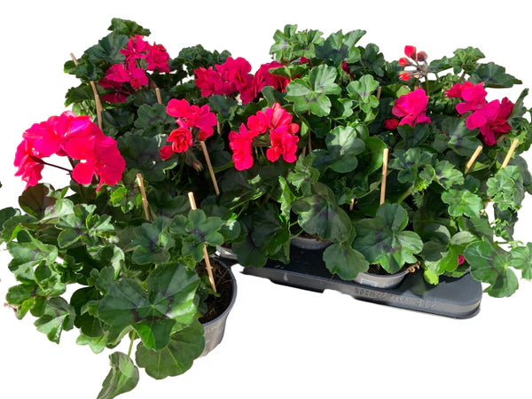 Lot de 5 géraniums lierres (Pelargonium peltatum) roses – pot de 11 cm