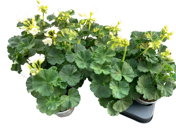 Lot de 5 géraniums zonaux blancs – pot de 11 cm