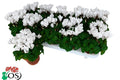 Par 5 pièces ! Cyclamen (Cyclamen patio 'blanc') pot 11cm