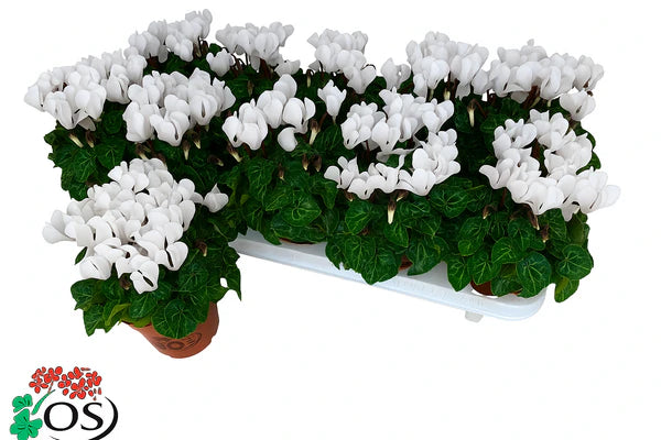 Par 5 pièces ! Cyclamen (Cyclamen patio 'blanc') pot 11cm