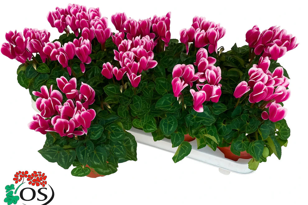 Par 5 pièces ! Cyclamen (Cyclamen patio 'blanc violet') taille pot 11cm
