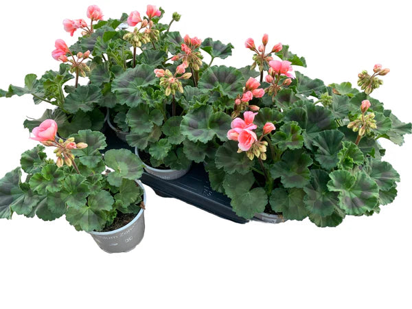 Lot de 5 géraniums zonaux rose saumon – pot de 11 cm
